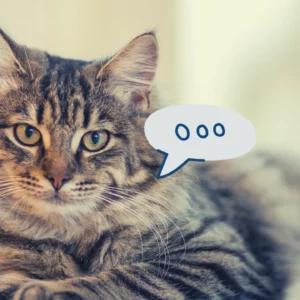 التواصل مع القطط وترجمة موائها عبر الذكاء الاصطناعي