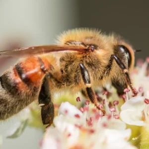 كيف يتم دراسة النحل باستخدام الذكاء الاصطناعي ؟
