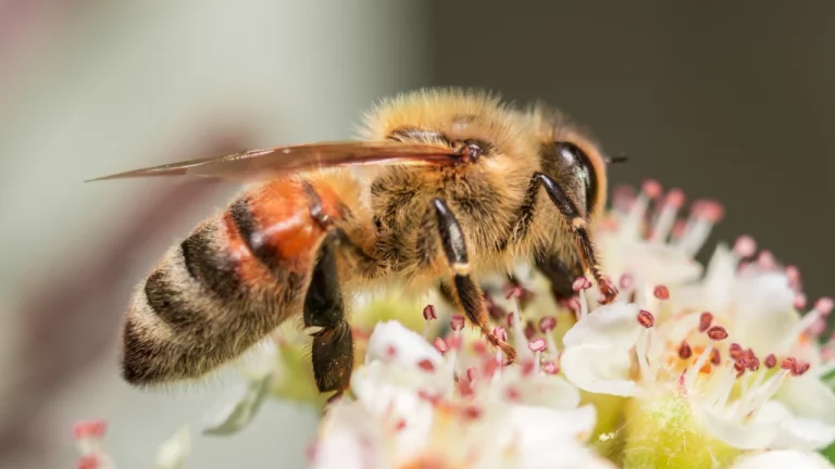 كيف يتم دراسة النحل باستخدام الذكاء الاصطناعي ؟
